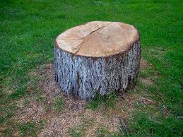 How Our Tree Care Process Works  in  Mechanicville, NY