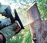 Reliable Mechanicville, NY Tree Services Solutions