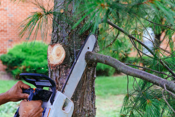 How Our Tree Care Process Works  in  Mechanicville, NY